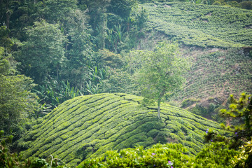 Tea Plantation in Cameron Highlands, Malaysia.