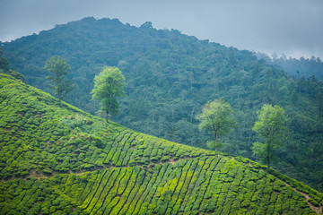 Tea Plantation in Cameron Highlands, Malaysia.