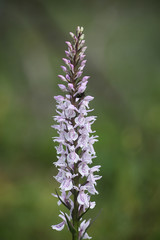 Dactylorhiza maculata, known as the heath spotted-orchid or moorland spotted orchid, growing wild in Finland