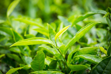 Tea Plantation in Cameron Highlands, Malaysia.