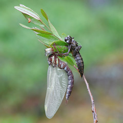 Hatching brown hawker dragonfly, Aeshna grandis, drying its wings before first flight