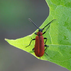 Schizotus pectinicornis, known as the scarce cardinal beetle - obrazy, fototapety, plakaty