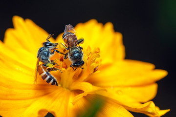 Image of bee or honeybee on yellow flower collects nectar. Golden honeybee on flower pollen. Insect. Animal