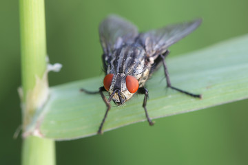 Flesh fly of the family Sarcophagidae
