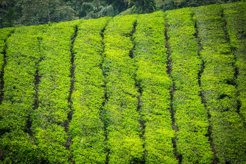 Tea Plantation in Cameron Highlands, Malaysia.