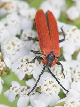 Lygistopterus sanguineus, a red net-winged beetle from Finland feeding on yarrow