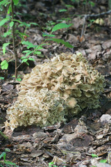 Polyporus umbellatus is a rare, edible species of mushroom, known as lumpy bracket and umbrella polypore