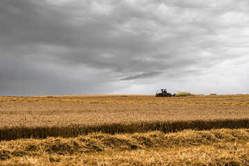 Fototapeta premium tractor and its trailer to make straw bales