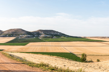 Fototapeta na wymiar planted field in summer plain