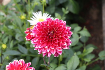 Red Dahlia flower in full bloom in the garden