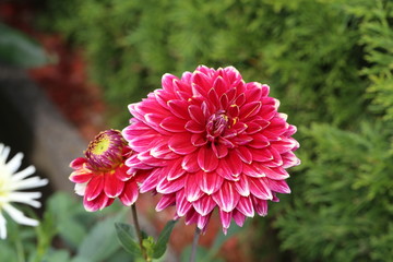 Red Dahlia flower in full bloom in the garden