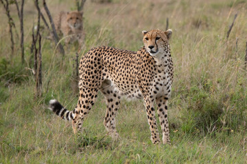 cheetah standing in grass of the Masai Mara