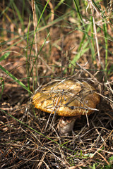 Forest mushrooms on a wooden background.