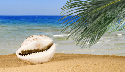 Fototapeta na wymiar image of many sea shells on the beach on the sand against sea background