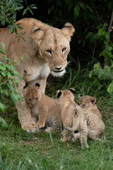 Fototapeta na wymiar Protective lioness and her cubs in the Masai Mara