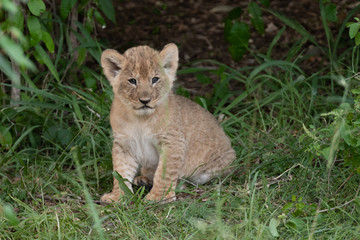 Naklejka na ściany i meble lion cub in the Masai Mara against a green background