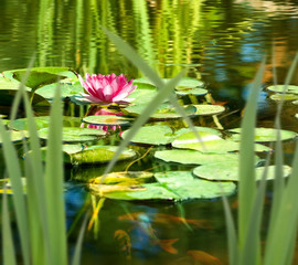 Panele Szklane  obraz kwiatu lotosu na wodzie