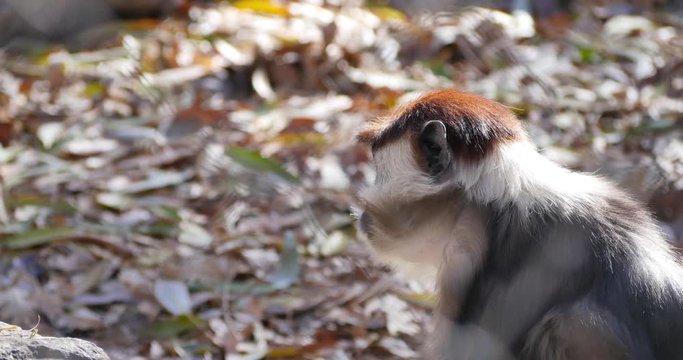 A red-crowned mangabey in captivity