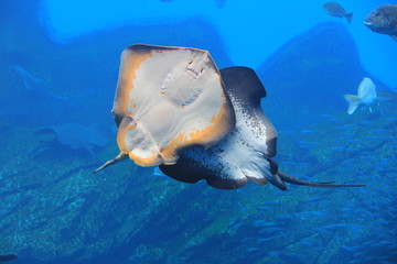 交差する２匹のエイの腹(裏)側