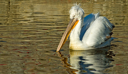 image of a pelican bird in a city pond at the zoo