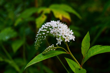 夏の花-オカトラノオの白い花が咲く