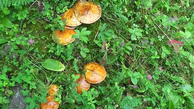 We Collect harvest edible mushroom oiler in herb