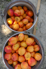 freshly picked organic apricots in two buckets