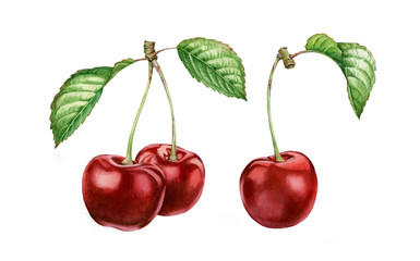cherry fruits leaves collection realistic botanical watercolor illustration: whole sweet sour ripe juicy set isolated clipart hand painted, fresh exotic food red green for food label design