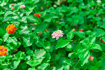 Flowers on green leaves