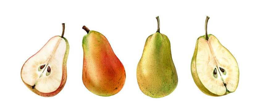 pink green pear fruits whole half slice realistic botanical watercolor illustration juicy isolated clipart hand drawn, fresh tropical food exotic orange yellow golden color for food label design