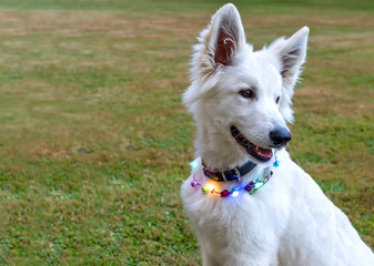 White german shepherd puppy sitting on the grass