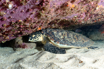A Critically Endangered Hawksbill Turtle Under A Rock
