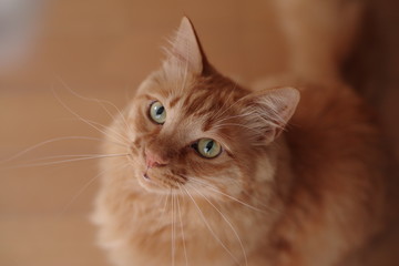 Fototapeta premium Tygrys herbaty