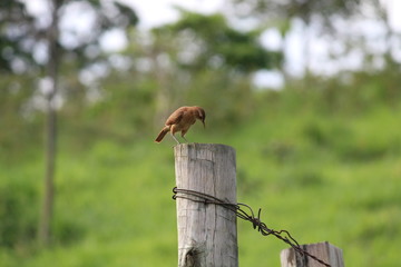 Jo&atilde;o de Barro