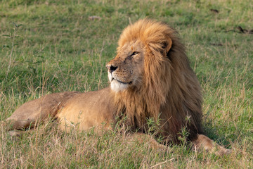 Obraz na płótnie Canvas close up of magnificent male lion in the Masai Mara