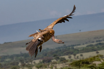 vulture coming into land with outstretched neck and wings