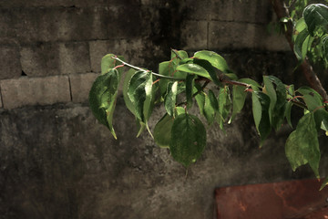 plant and wall
