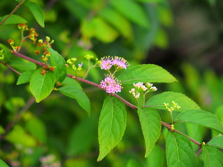 花咲くコムラサキ
