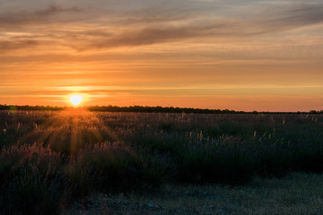 sunset in planted field of the plain