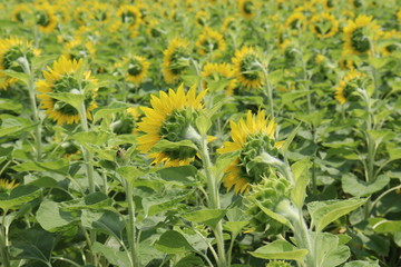 太陽に向かって咲くたくさんのひまわり