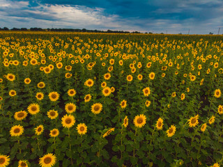 Obraz premium Wonderful panoramic view field of sunflowers by summertime.