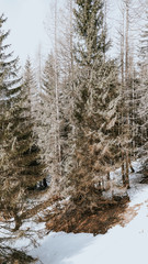 Alcuni Scatti della valle di Zoldo 