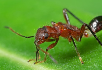 Macro Photo of Assassin Bug on Green Leaf