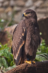  large steppe eagle sits beautifully consecrated by the sun, a powerful predatory napkin close-up, a strict aquiline look.