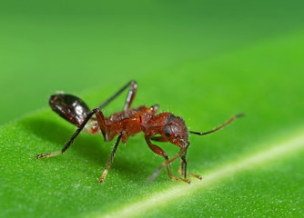 Macro Photo of Assassin Bug on Green Leaf