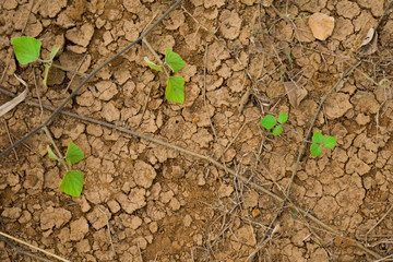 Land with dry and cracked ground with green leaf above. Global warming background.