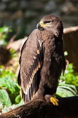  large steppe eagle sits beautifully consecrated by the sun, a powerful predatory napkin close-up, a strict aquiline look.