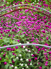 畑に咲く千日紅