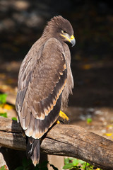  large steppe eagle sits beautifully consecrated by the sun, a powerful predatory napkin close-up, a strict aquiline look.