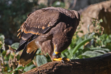  large steppe eagle sits beautifully consecrated by the sun, a powerful predatory napkin close-up, a strict aquiline look.